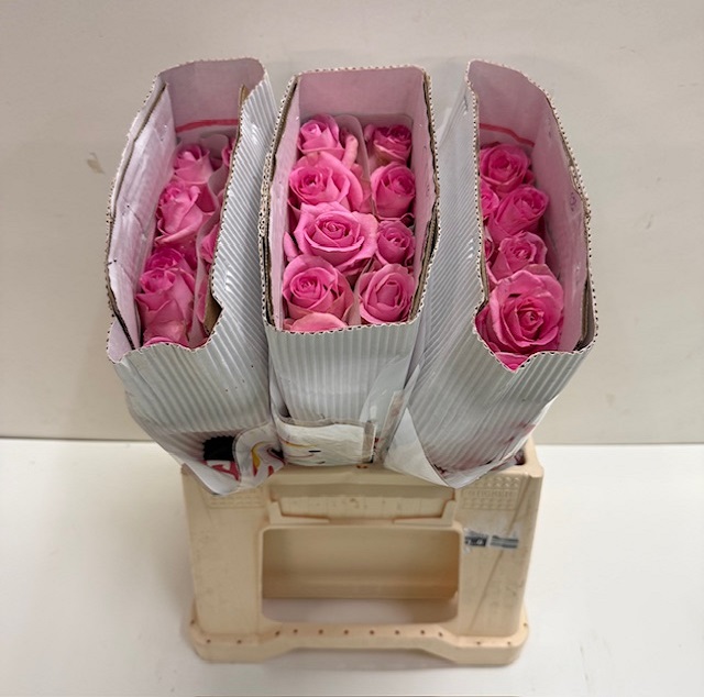 Rosa gr revival SB.jpg